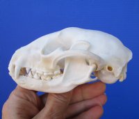 4-1/4 inches Real Raccoon Skull for $32.99