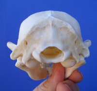 4-1/4 inches Real Raccoon Skull for $32.99