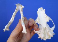 4-1/4 inches Real Raccoon Skull for $32.99