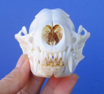 4-1/2 inches Raccoon Skull Grade A - Buy this one for $37.99