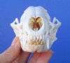 4-1/2 inches Raccoon Skull Grade A - Buy this one for $37.99 Plus $8.50 First Class Mail