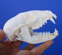 4-1/2 inches Raccoon Skull Grade A - Buy this one for $37.99