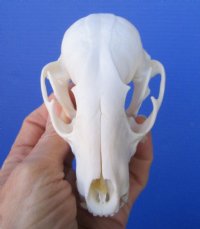 4-1/2 inches Raccoon Skull Grade A - Buy this one for $37.99