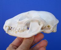 4-1/2 inches Raccoon Skull Grade A - Buy this one for $37.99