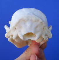 4-1/2 inches Raccoon Skull Grade A - Buy this one for $37.99
