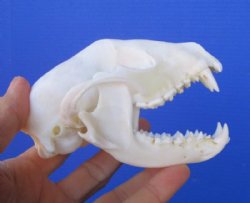 4-1/2 inches Raccoon Skull for $34.99