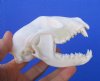 4-1/2 inches Raccoon Skull for $34.99 Plus $8.50 First Class Postage