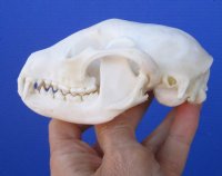 4-1/2 inches Raccoon Skull for $34.99