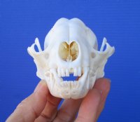 4-1/2 inches Raccoon Skull for $34.99