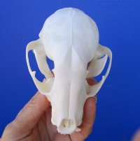 4-1/2 inches Raccoon Skull for $34.99
