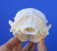4-1/2 inches Raccoon Skull for $34.99