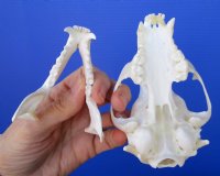 4-1/2 inches Raccoon Skull for $34.99