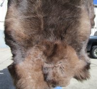 47 by 37 inches Finland Reindeer Hide for Sale, Without Legs, Grade B