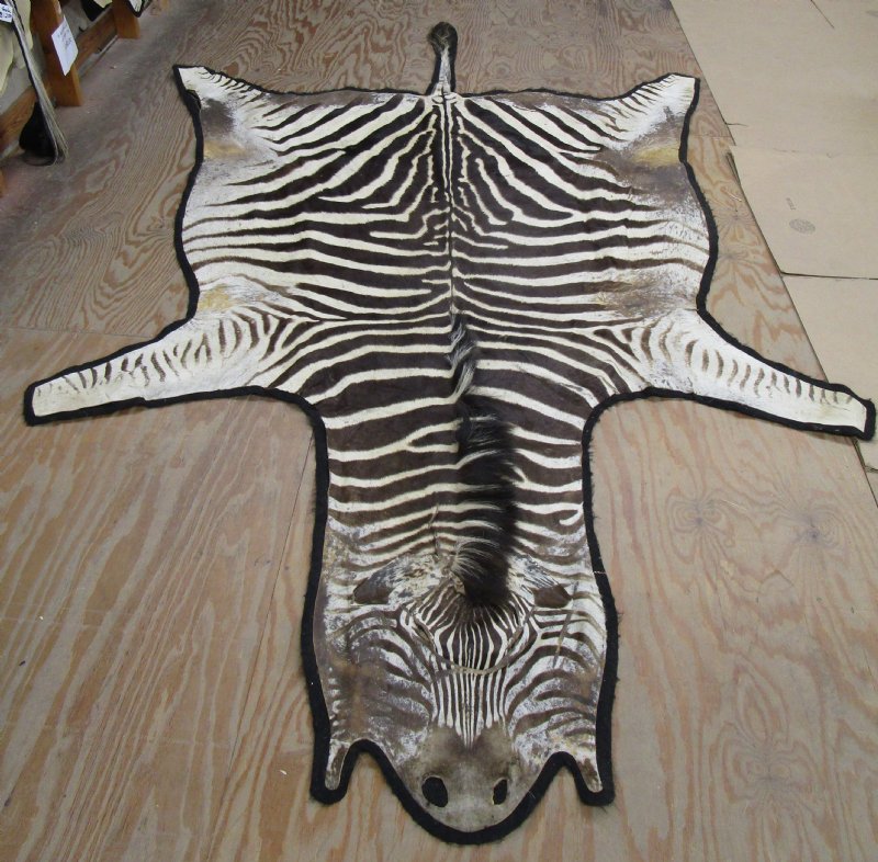 110 by 79 inches Real Zebra Skin rug, slightly used