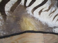 110 by 79 inches Real Zebra Skin Rug, Slightly Used (Delivery signature required)
