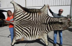 110 by 79 inches Real Zebra Skin Rug, Slightly Used (Delivery signature required)