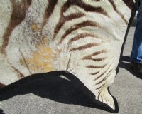110 by 79 inches Real Zebra Skin Rug, Slightly Used (Delivery signature required)
