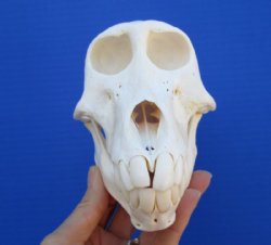 6-1/2 inches Female Chacma Baboon Skull  <font color=red> Grade A</font> (CITES 0849669) $159.99