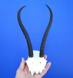 Female Springbok Skull Cap,Plate with 8-1/2 inches Horns