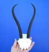 Female Springbok Skull Cap,Plate with 8-1/2 inches Horns