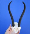 Female Springbok Skull Plate with 7-7/8 and 8-1/8 inches Horns