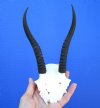 6-1/2 and 6-3/4 inches Female Springbok Horns on Skull Cap for Sale