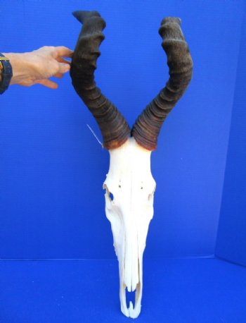 Large Male Red Hartebeest Skull with 21-1/2 and 20-7/8 inches horns for $129.99
