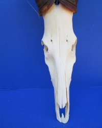 Large Male Red Hartebeest Skull with 21-1/2 and 20-7/8 inches horns for $129.99