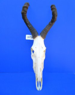 Female Red Hartebeest Skull with 17-1/2 inches Horns <font color=red> Grade A Quality</font> for $129.99