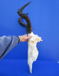 Female Red Hartebeest Skull with 17-1/2 inches Horns <font color=red> Grade A Quality</font> for $119.99