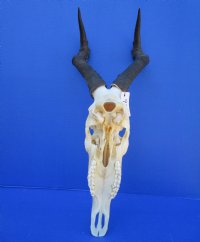Female Red Hartebeest Skull with 17-1/2 inches Horns <font color=red> Grade A Quality</font> for $119.99