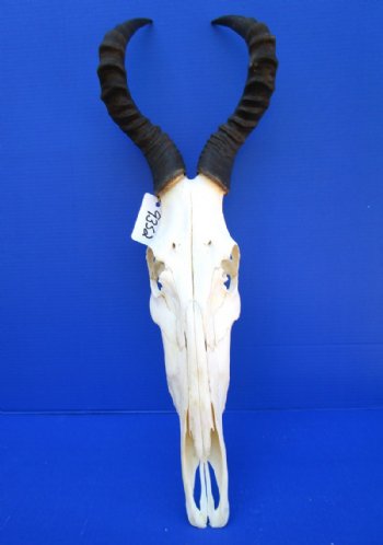 Female Red Hartebeest Skull with 15 inches horns <font color=red> Grade A</font> for $119.99