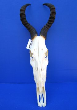 Female Red Hartebeest Skull with 15 inches horns <font color=red> Grade A</font> for $129.99