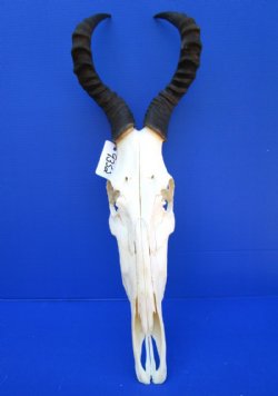 Female Red Hartebeest Skull with 15 inches horns <font color=red> Grade A</font> for $119.99