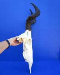 Female Red Hartebeest Skull with 15 inches horns <font color=red> Grade A</font> for $119.99