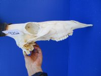 Female Red Hartebeest Skull with 15 inches horns <font color=red> Grade A</font> for $119.99