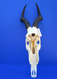 Female Red Hartebeest Skull with 15 inches horns <font color=red> Grade A</font> for $119.99