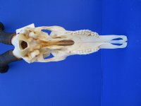 Female Red Hartebeest Skull with 15 inches horns <font color=red> Grade A</font> for $119.99