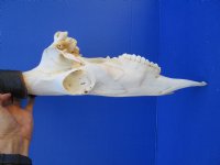 Female Red Hartebeest Skull with 15 inches horns <font color=red> Grade A</font> for $119.99