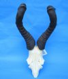 African Red Hartebeest Skull Plate with 19-1/4 inches Horns for Sale