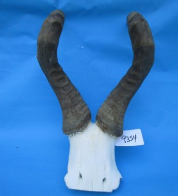 Red Hartebeest Skull Plate with 19-7/8 inches Horns