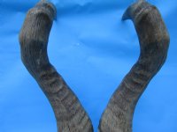 Red Hartebeest Skull Plate with 19-7/8 inches Horns