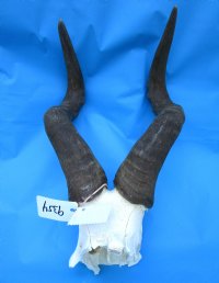 Red Hartebeest Skull Plate with 19-7/8 inches Horns