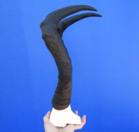 African Red Hartebeest Skull Plate with 17-5/8 inches Horns for Sale