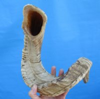 32 inches African Merino Ram, Sheep Horn for Sale - $32.99