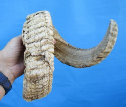 32 inches African Merino Ram, Sheep Horn for Sale - $32.99