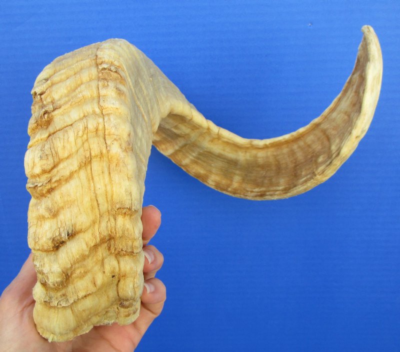 247/8 inches African Merino Ram, Sheep Horn for Sale