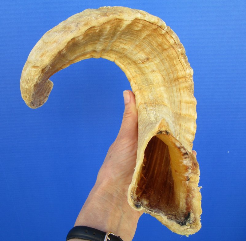 247/8 inches African Merino Ram, Sheep Horn for Sale