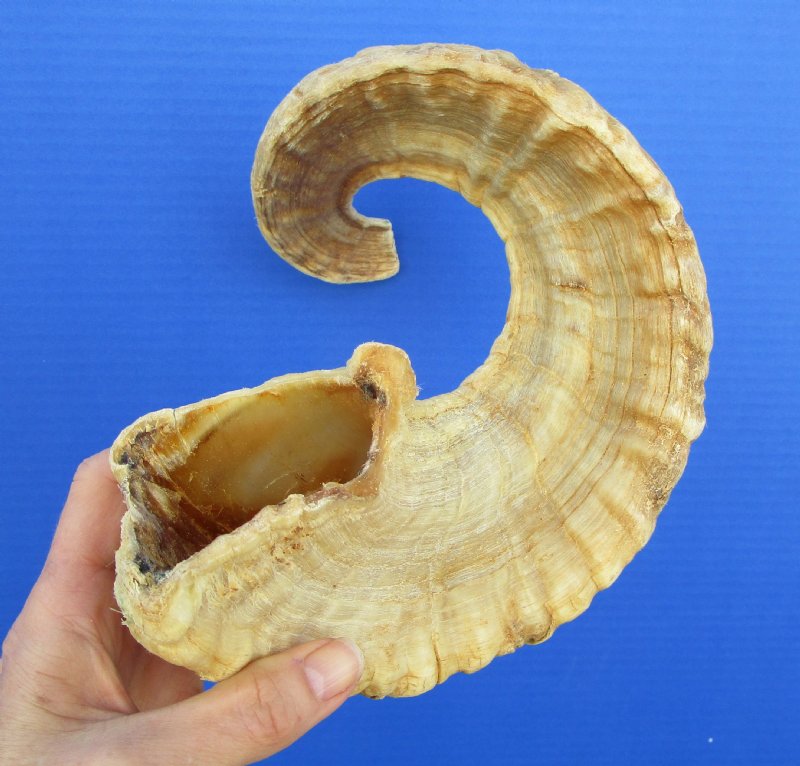 247/8 inches African Merino Ram, Sheep Horn for Sale