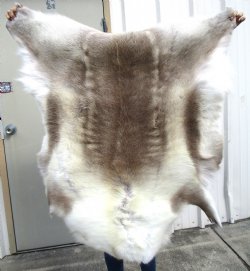 43 by 41 inches Real Reindeer Skin, Hide, Fur, Light Colored Fur